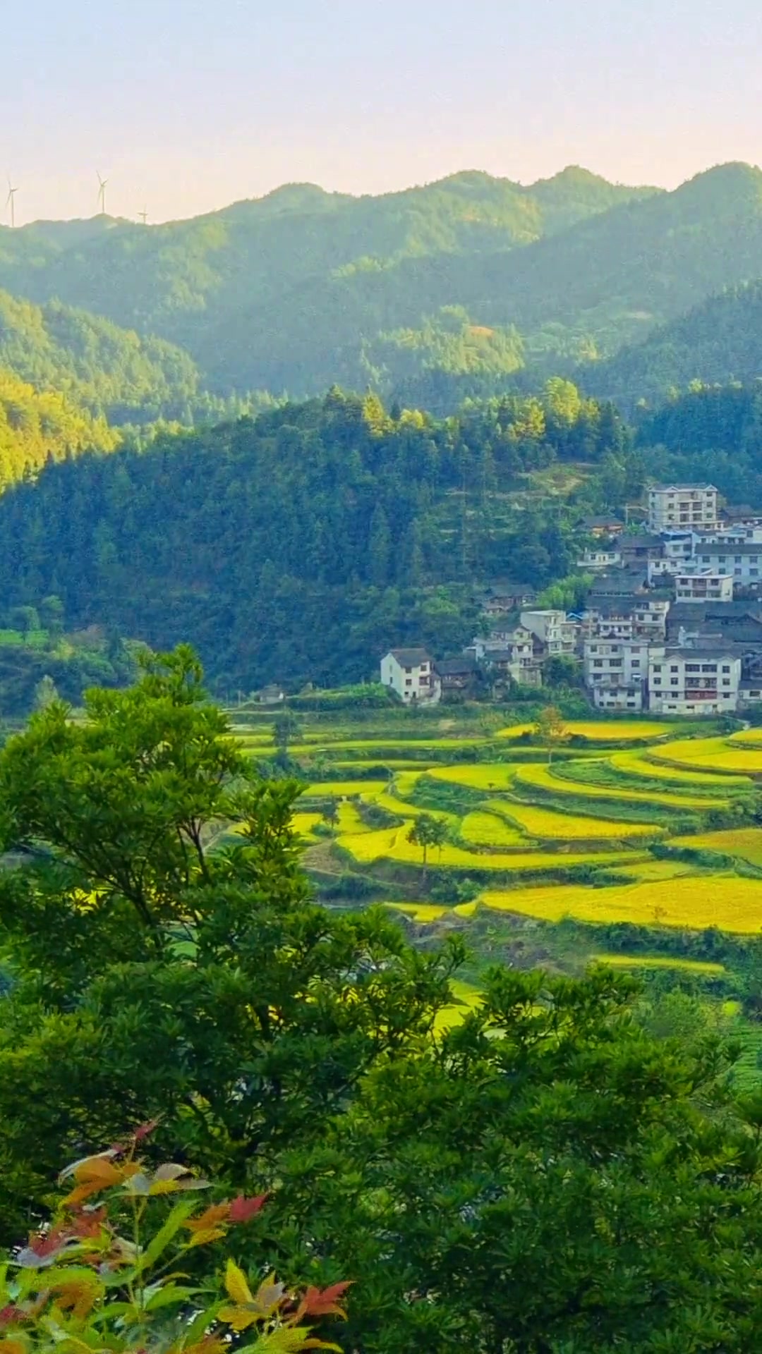 雷山望丰村 望丰村属于雷山县望丰乡管辖,金秋9月的望丰村,稻谷陆续
