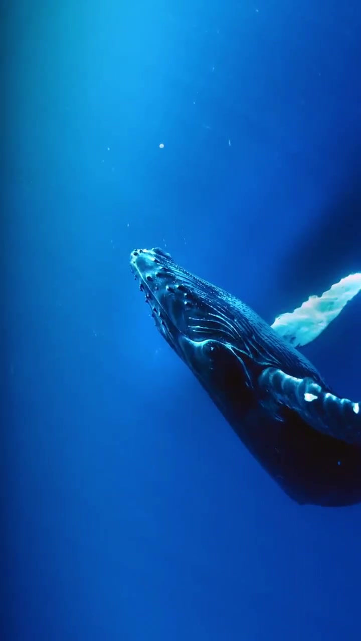 超级罕见且浪漫的鲸鱼出海 看见代表着好运将近,被艾特的人将会变得