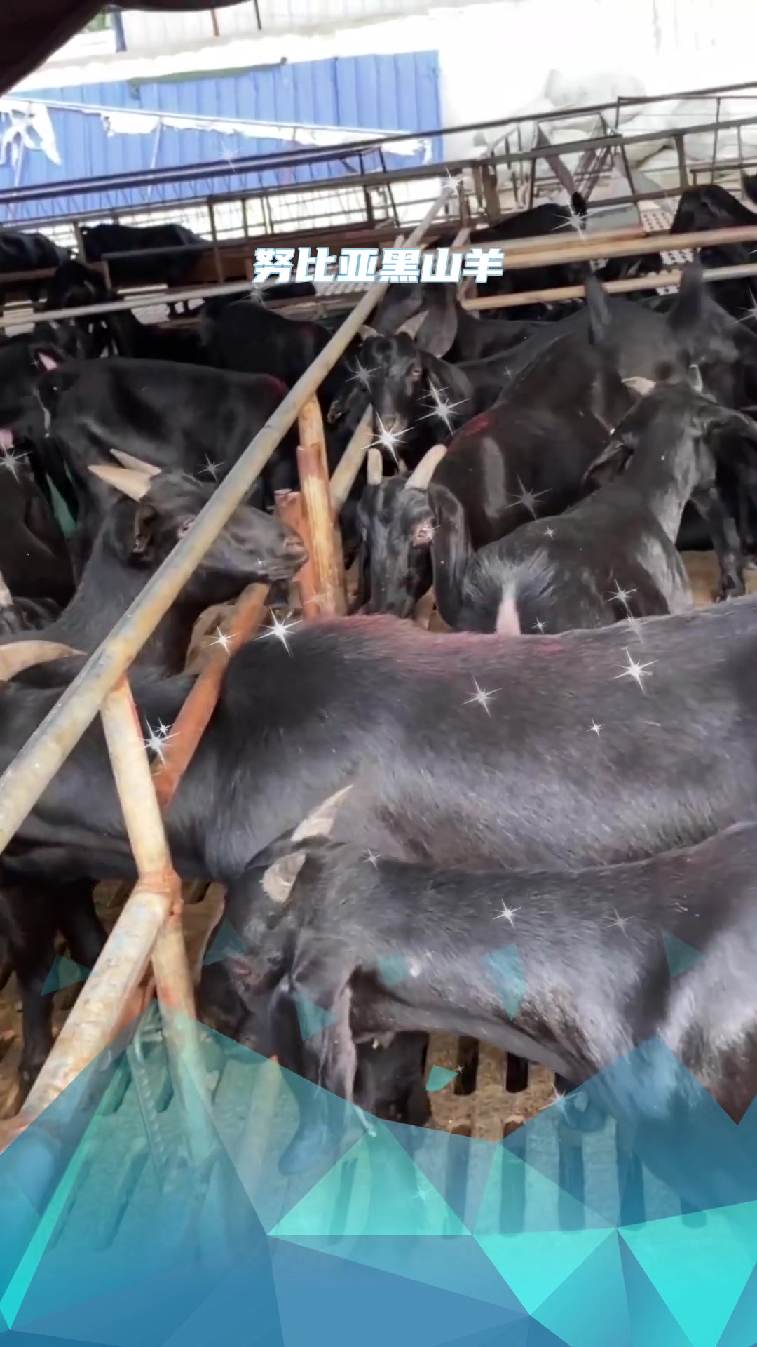 黑山羊基础母羊大小齐全