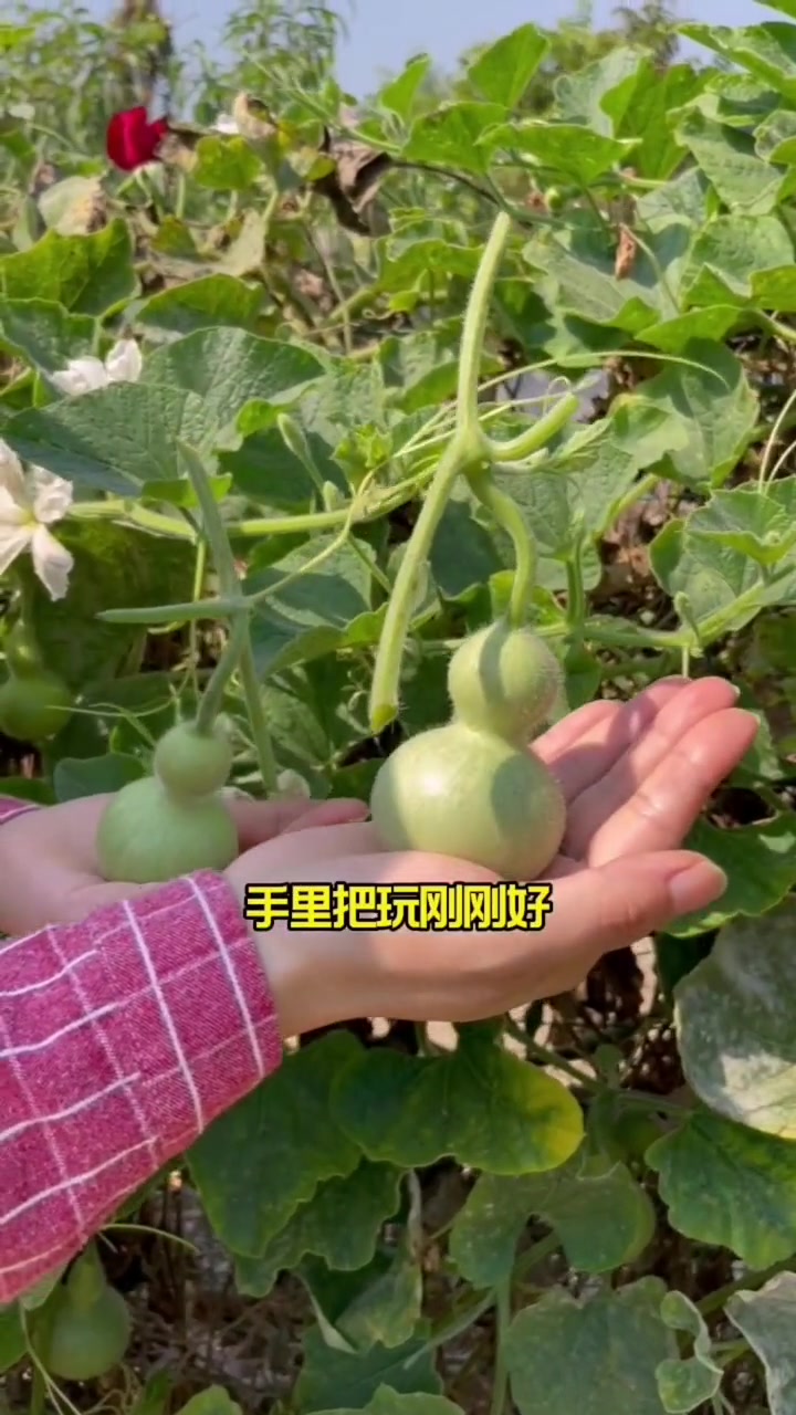 迷你小葫芦,种几颗就能长一大堆 家庭种植 我的小菜园 田园生活 种菜