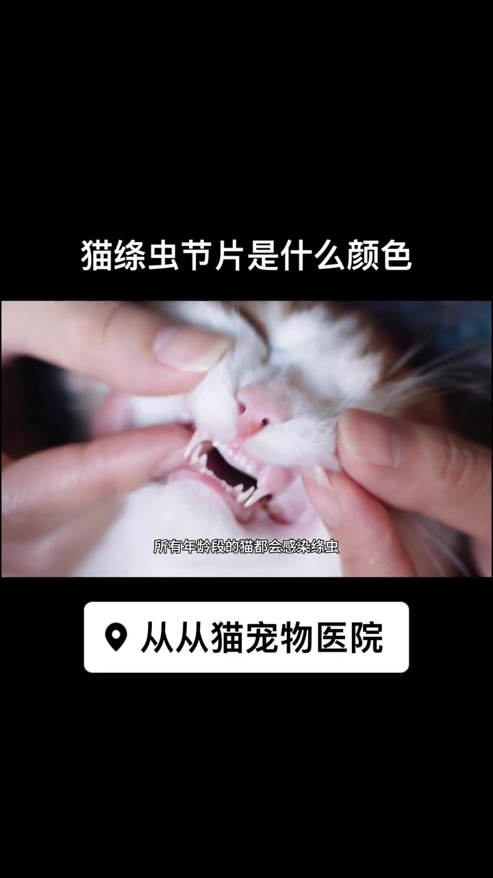 猫绦虫节片是什么颜色 宠物洗护 猫咪洗护 猫寄生虫 宠物医院 重庆