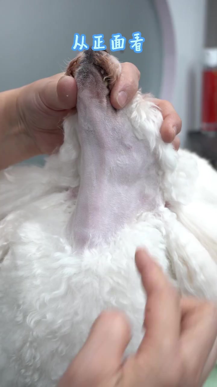 宠物美容学校,宠物店同款贵宾脸剃法,一起学起来吧!