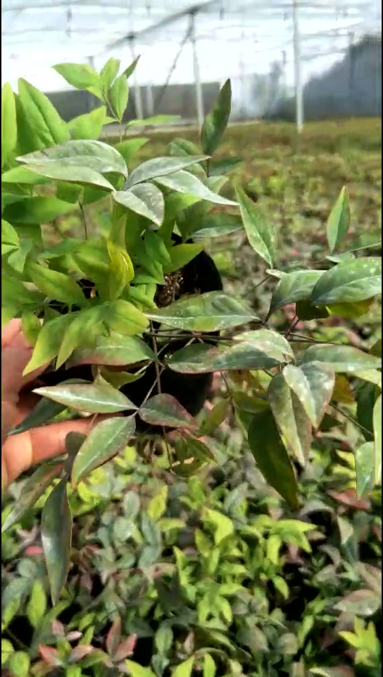 彩叶绿化苗 火焰南天竹扦插苗 冠幅20公分 量多价低 金枫-度小视