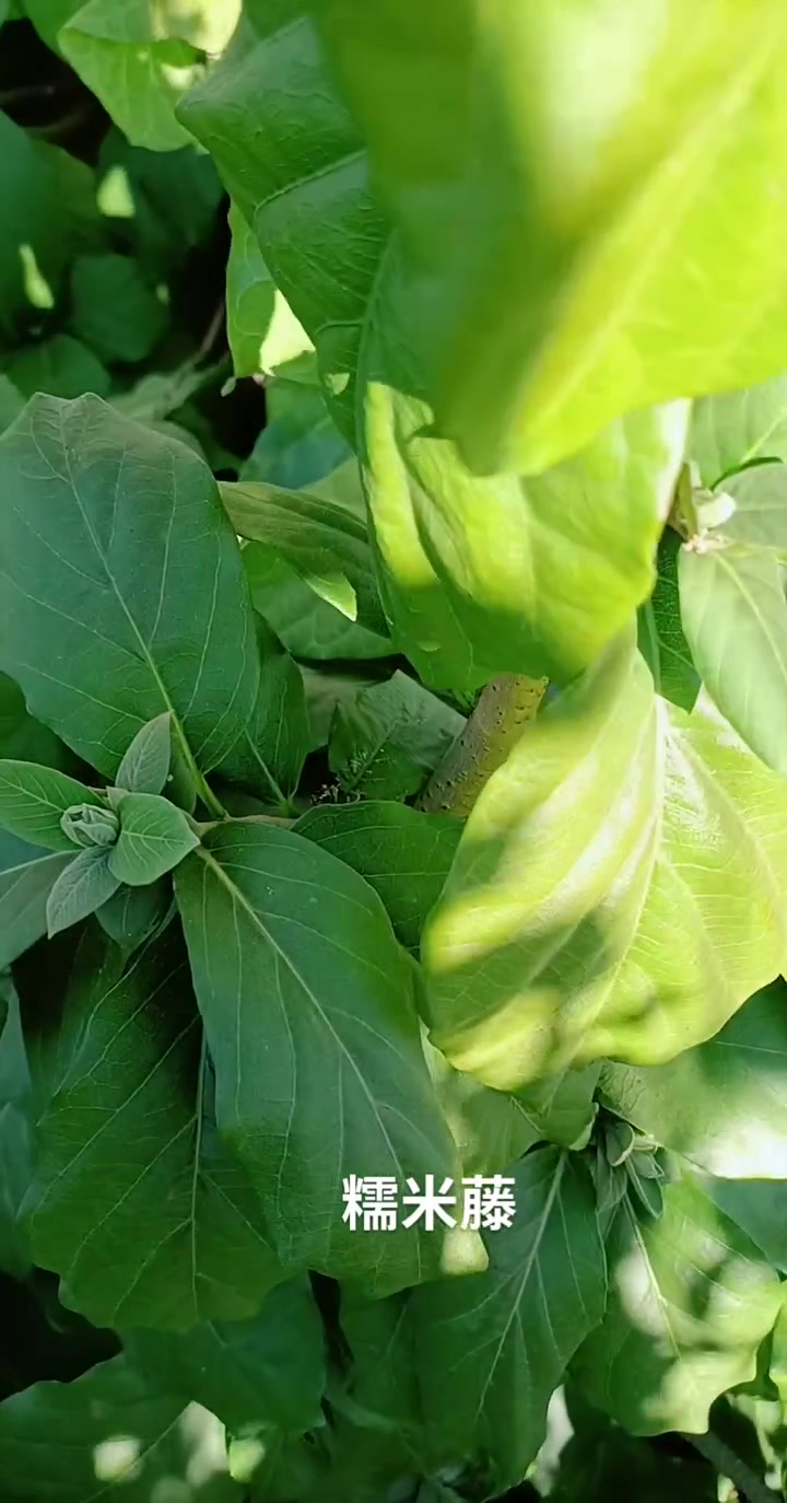 糯米藤