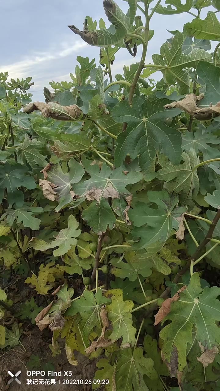 无花果树苗的叶子开始落叶了,一周左右开始挖苗.
