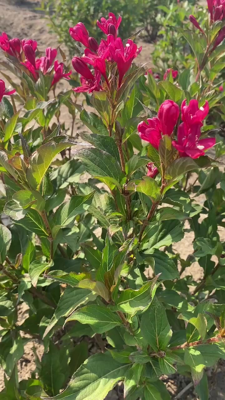 东北辽宁红王子锦带 四季锦带花产地-度小视
