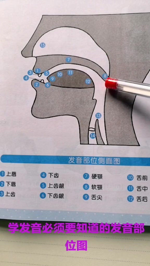 舌尖抵住上齿龈?what? 发音部位图来了,一张图看懂