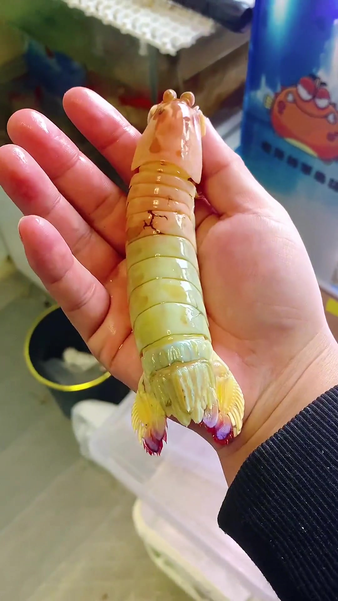 in萌宠计划 豚哥的海水家族 彩虹螳螂虾-度小视