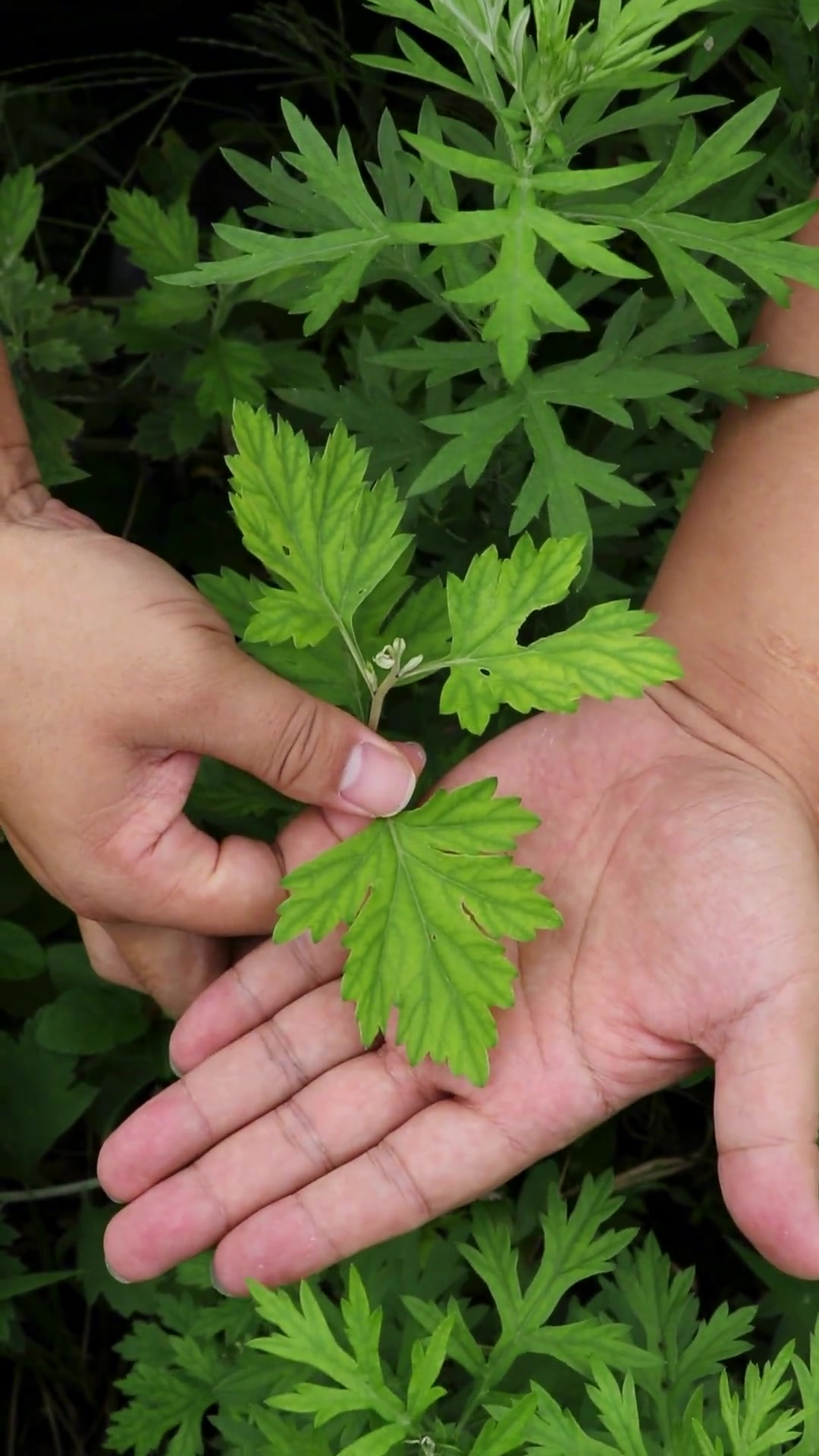 辨别不清楚艾草和蒿草 教你一招快速辨别 从此不迷茫 赶紧学