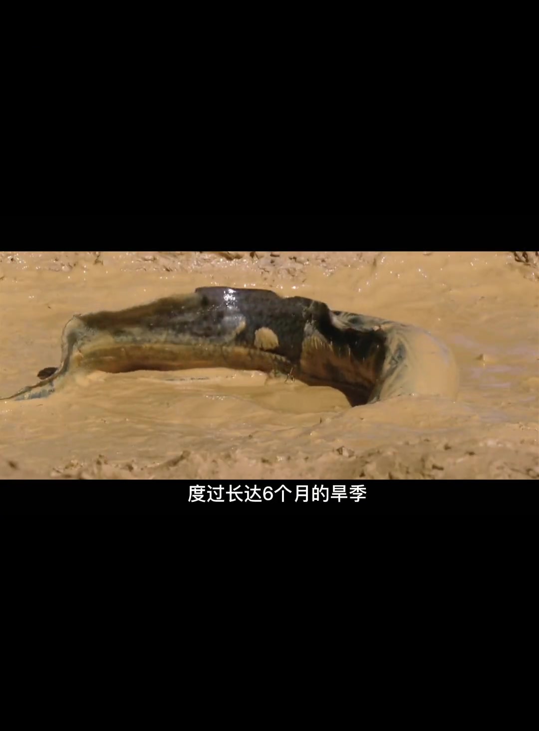 非洲肺鱼-度小视