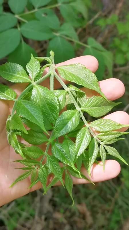 东北人最爱吃的野菜"刺老芽",山东也有,学名:楤木.我在威海-度小视