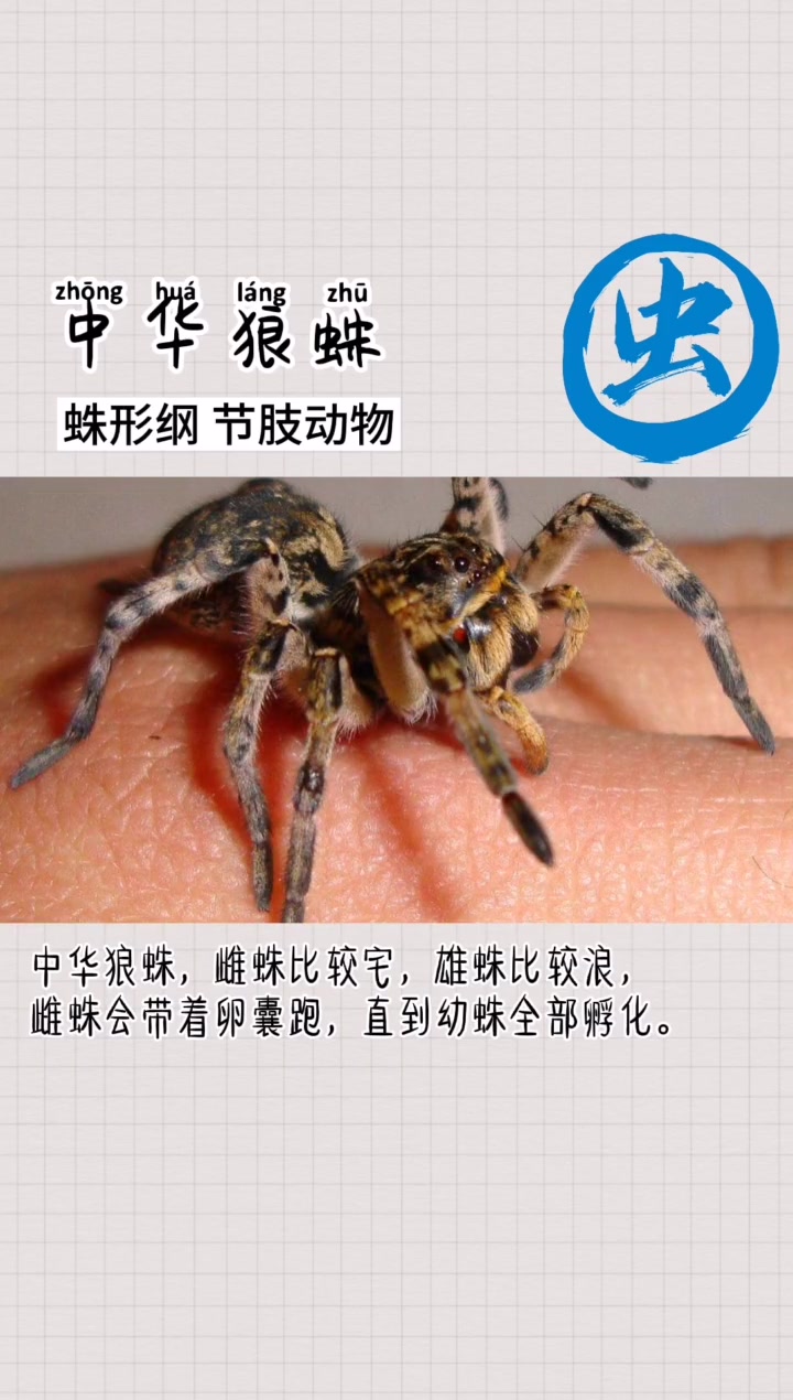 母蜘蛛都很贤惠 公蜘蛛都很渣-度小视