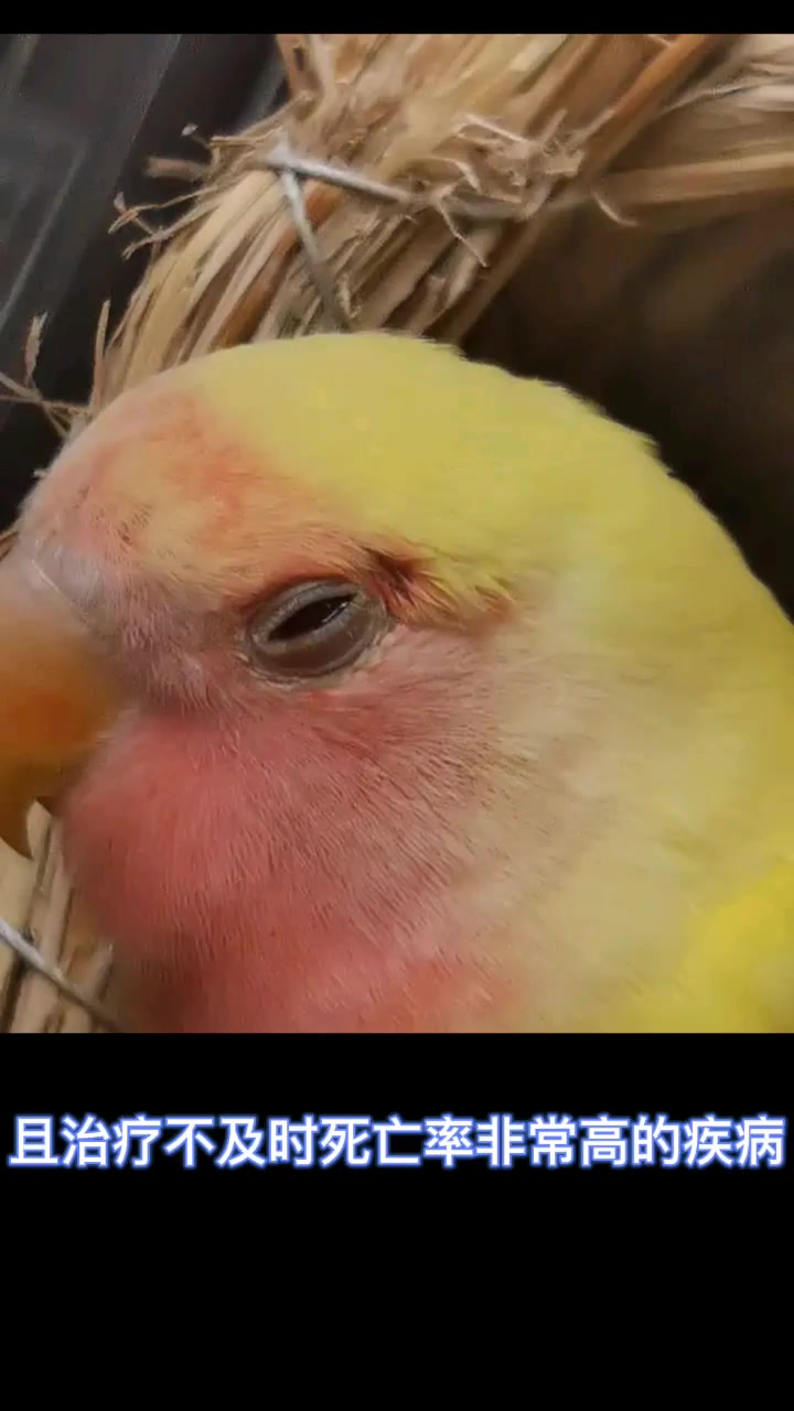 鹦鹉生病了怎么办 第九集单眼伤风