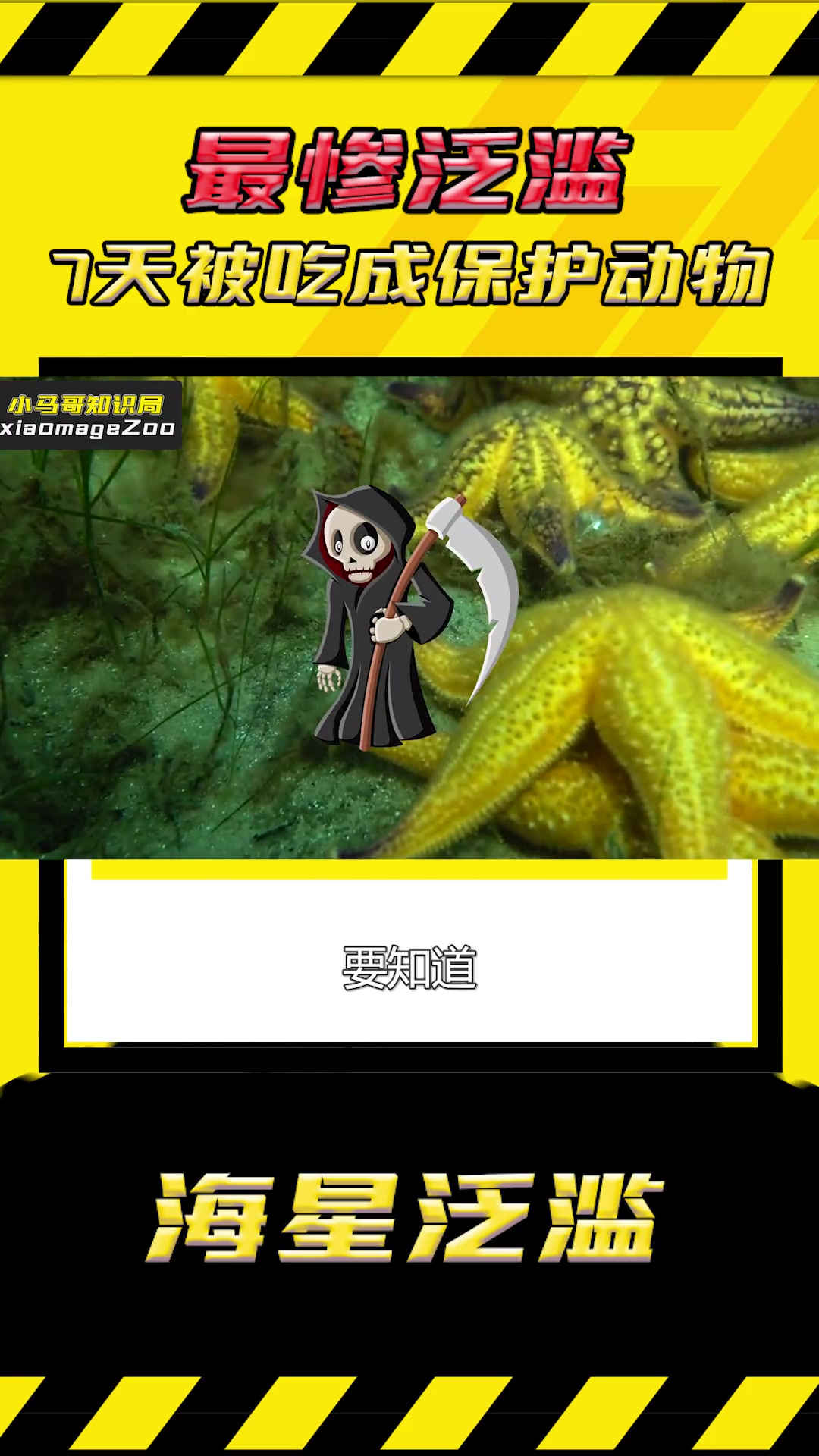 青岛海星泛滥,因为口味像蟹黄!被吃成保护物种