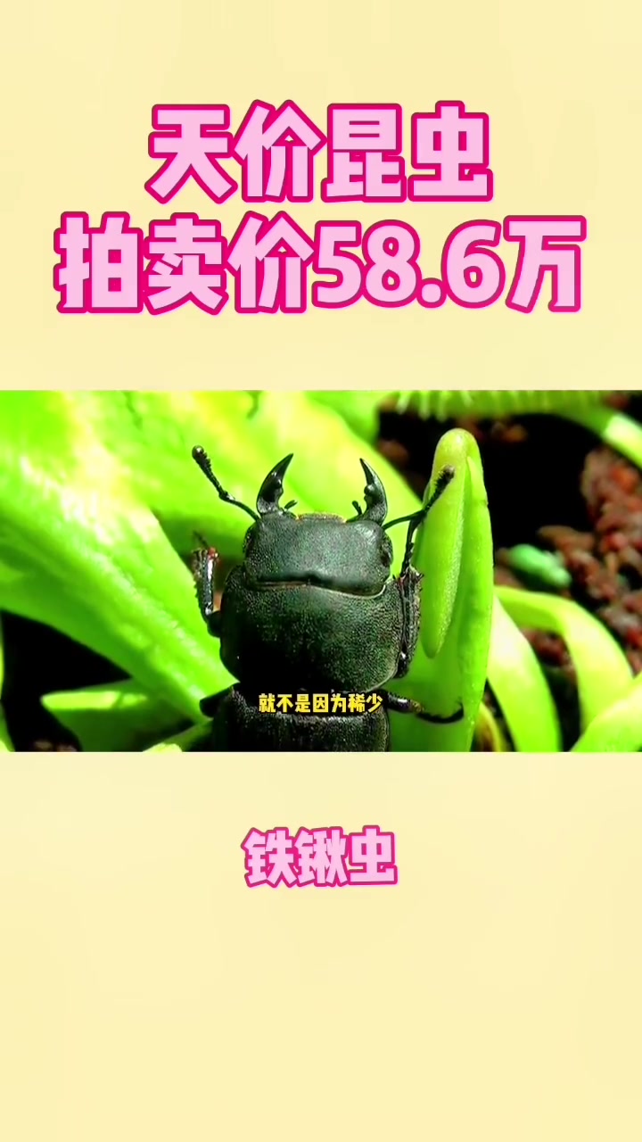 常被你一脚踩死,曾卖到50多万的天牛,从演变史找天价原因