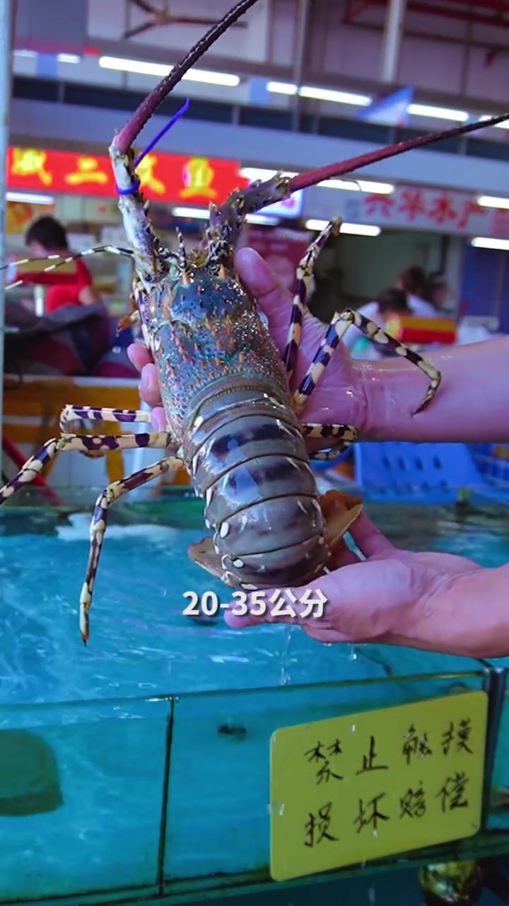 花龙学名叫做中华锦绣龙虾,头上带有橘黄色的斑纹