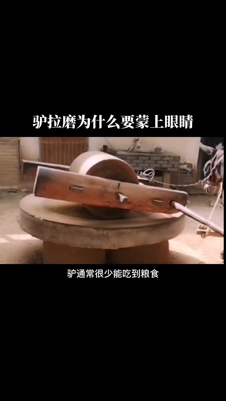 驴拉磨为什么要蒙上眼睛?真实原来原来是这样!
