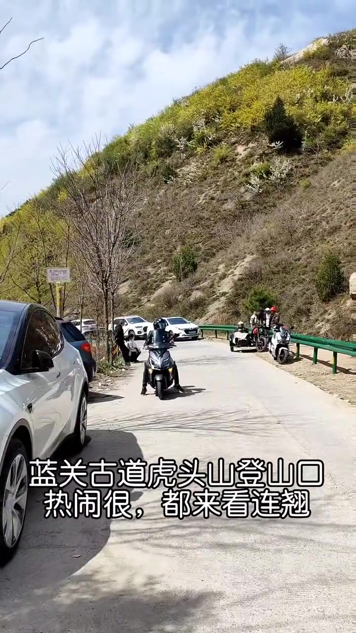 第78集|蓝关古道虎吼山最近热闹非凡,只因为连翘花开,遍地金光,游人