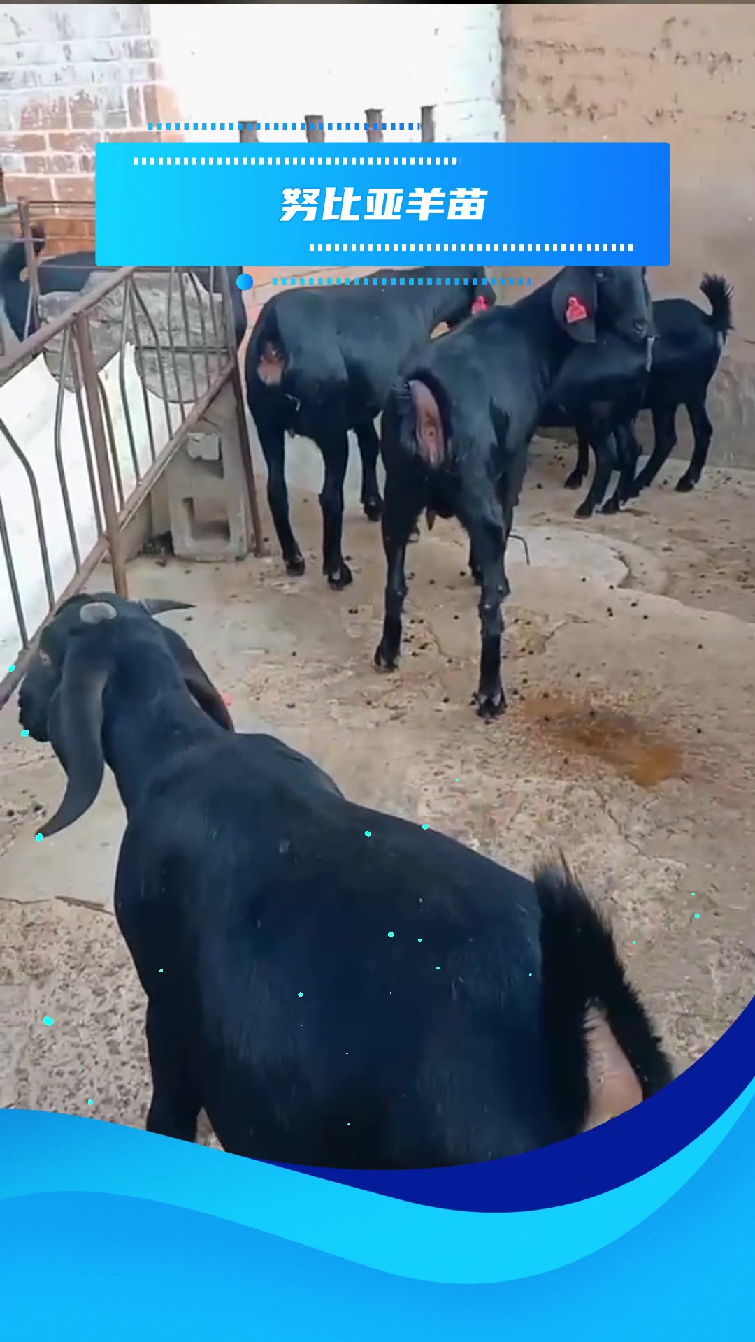 养殖知识纯种黑山羊耐粗食 好饲养-度小视