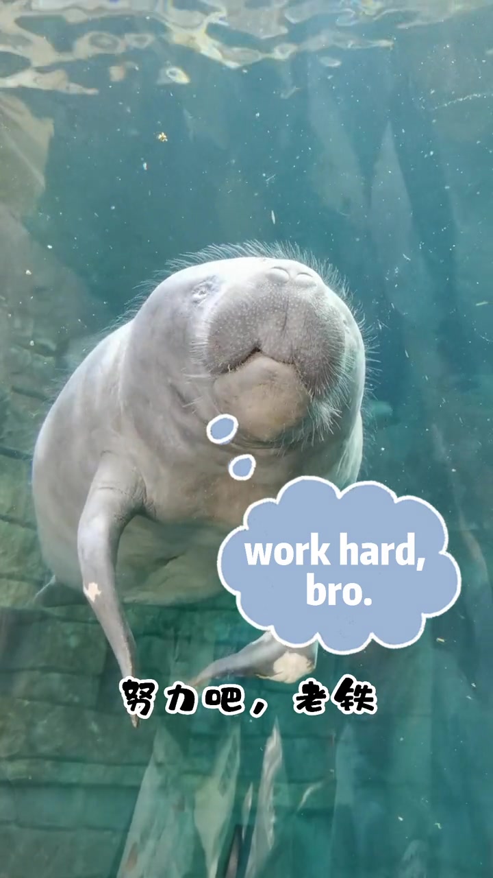 努力吧,少年 创作灵感 学英语 励志英语  小助手-度小视