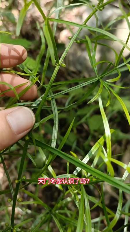 天门冬别名门冬,丝冬,天棘,多儿母等.