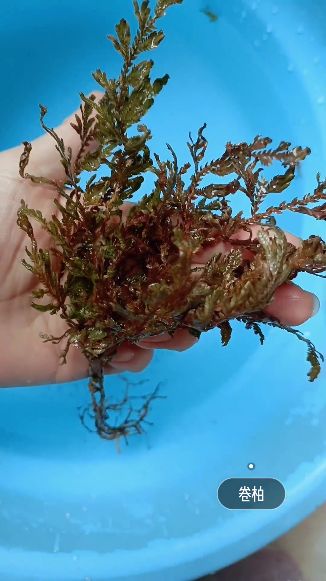 江南卷柏失去水分时,分枝会收缩卷曲,像是干枯死掉了一样,而再遇到