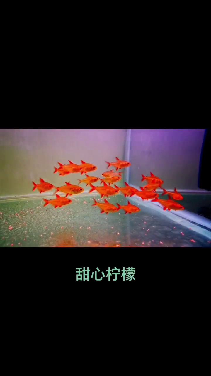 超大号版喷火灯 鱼儿水中游 观赏鱼 甜心柠檬kiss