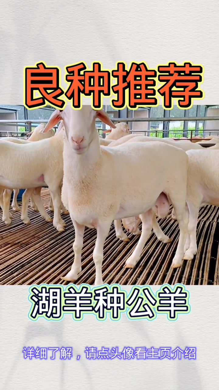 良种推荐第八期,湖羊种公羊 湖羊 湖羊养殖 懂我的神操作-度小视