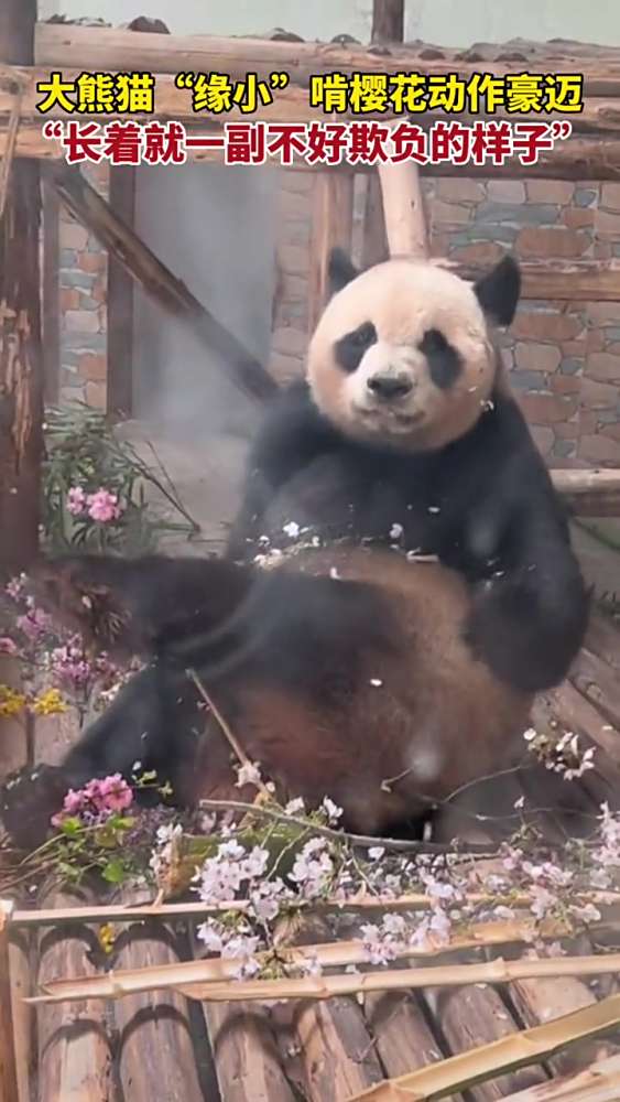 4月10日（发布），山东青岛，大熊猫“缘小”啃樱花动作豪迈。熊猫