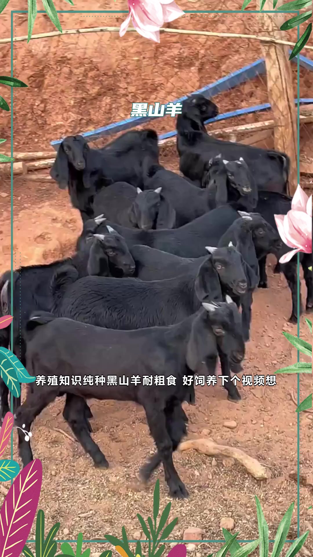 养殖知识纯种黑山羊耐粗食 好饲养-度小视