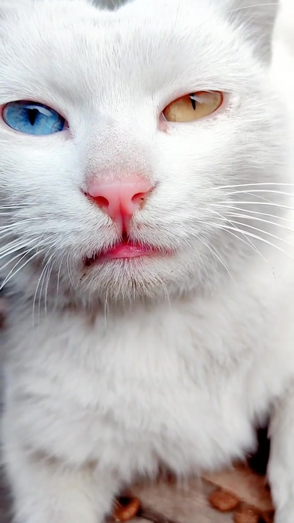 我想把这只纯白色异瞳猫和昨天那只半遮脸猫一起接回来行不行啊?