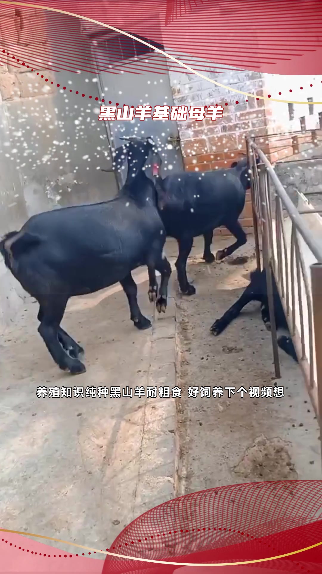 养殖知识纯种黑山羊耐粗食 好饲养-度小视
