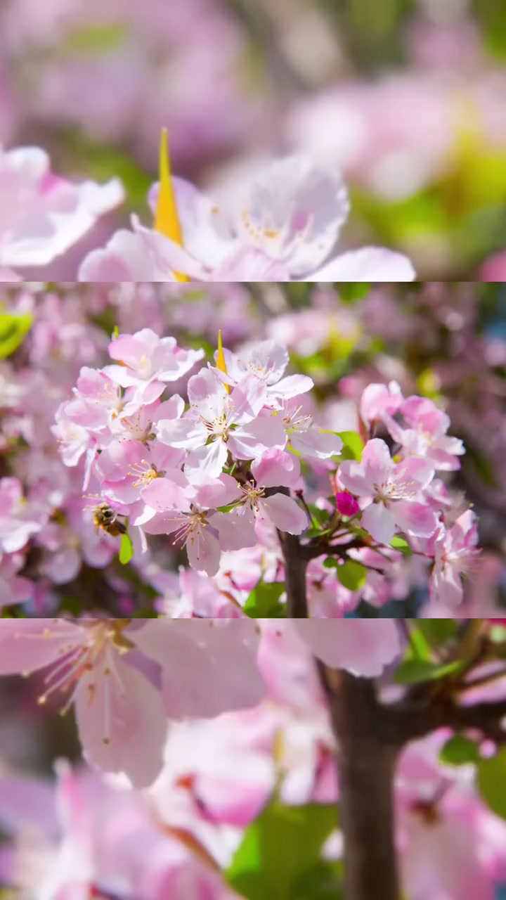 樱花和海棠花的区别你知道吗