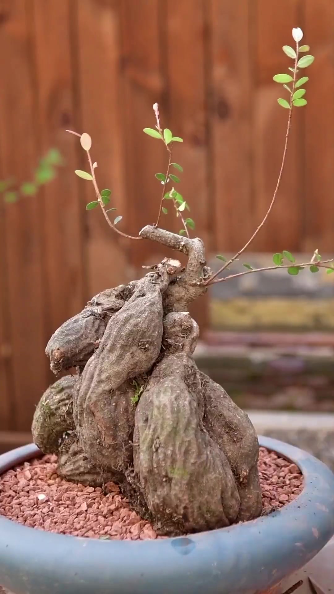 树萝卜的生长环境多雨湿润,长在树上,透气滤水的环境适宜生长