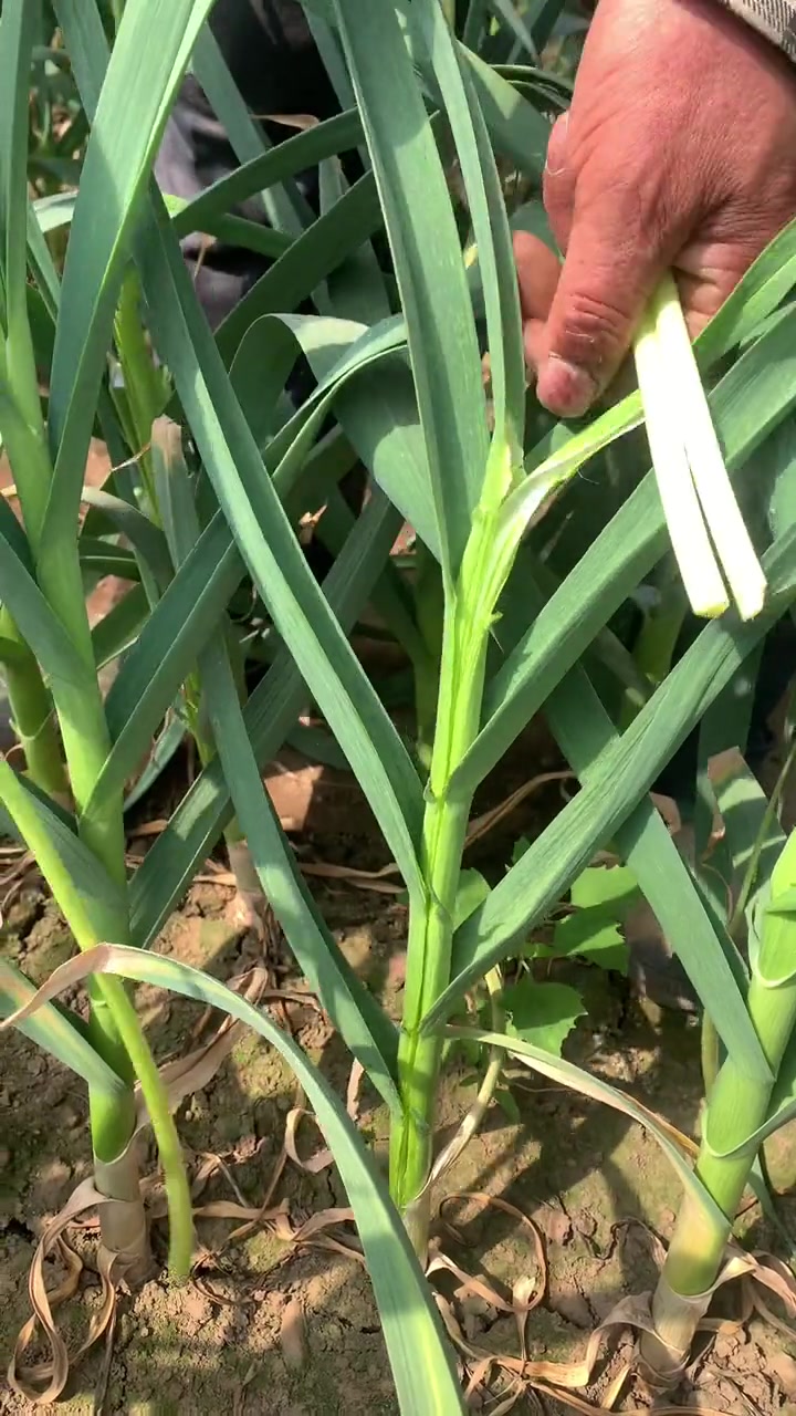 大蒜,蒜黄,蒜苔的区别?都是一个娘!