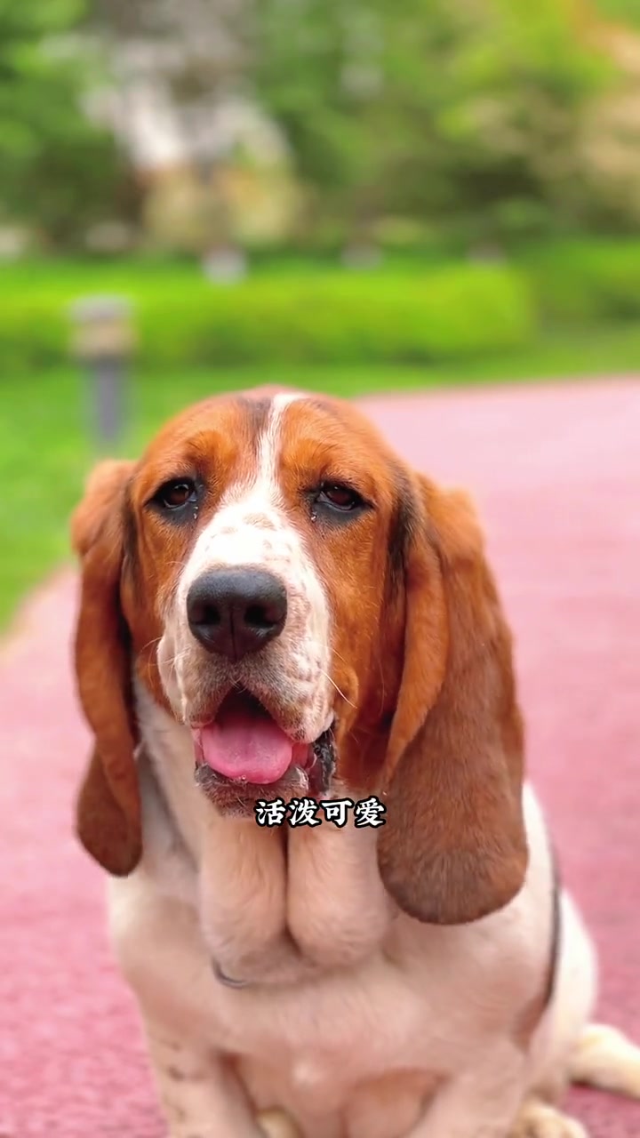 大耳朵小短腿开始上学了,来看看它的表现是什么样子的 狗狗上学 西安