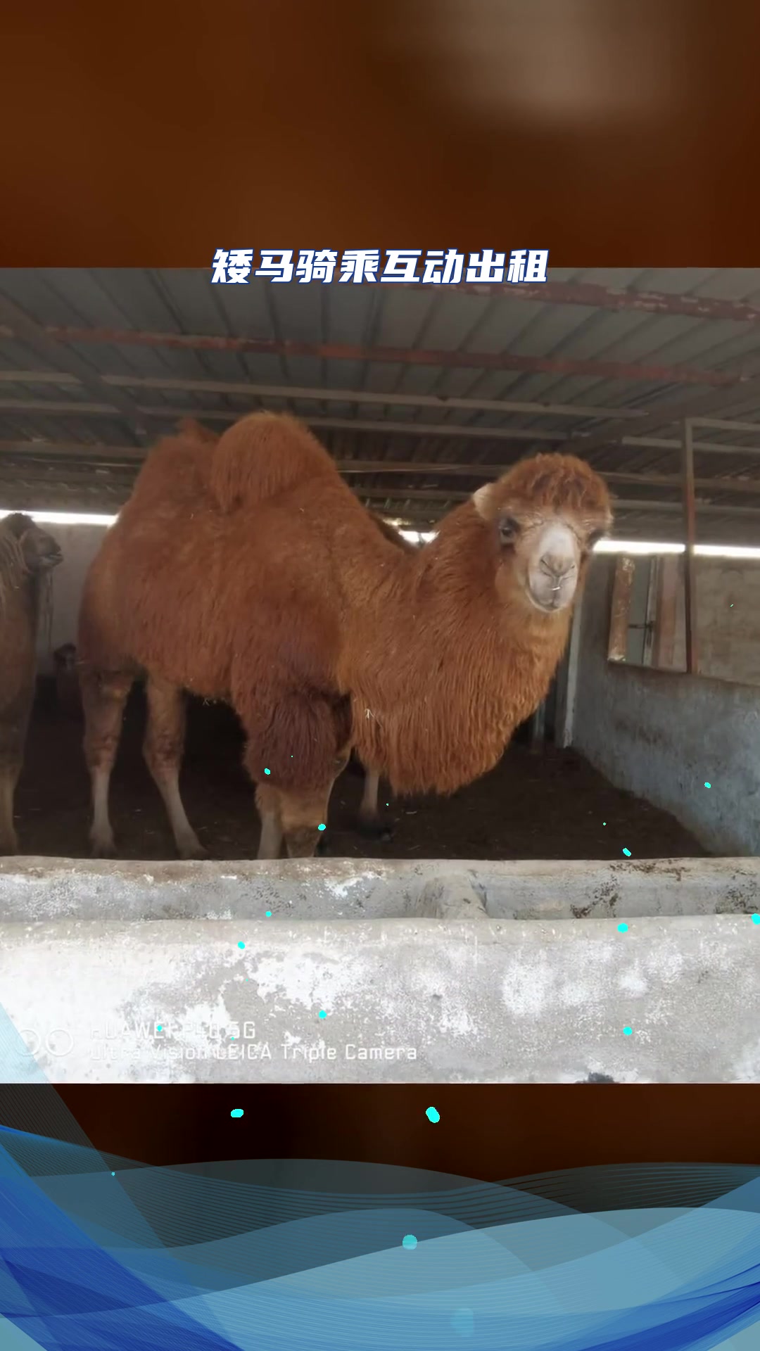 广西矮马骑乘互动出租诚信合作商家-度小视