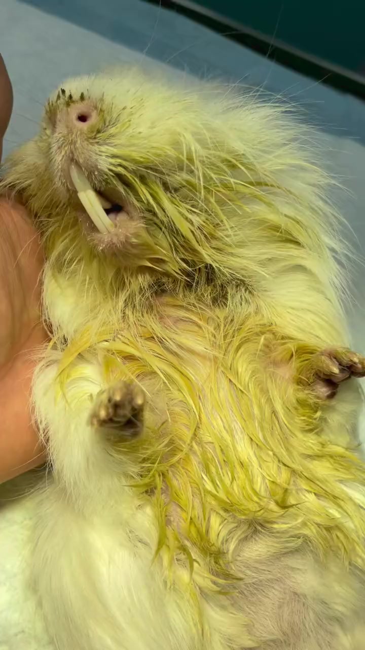 不敢吃饭!这种情况只能定期来医院处理牙齿!