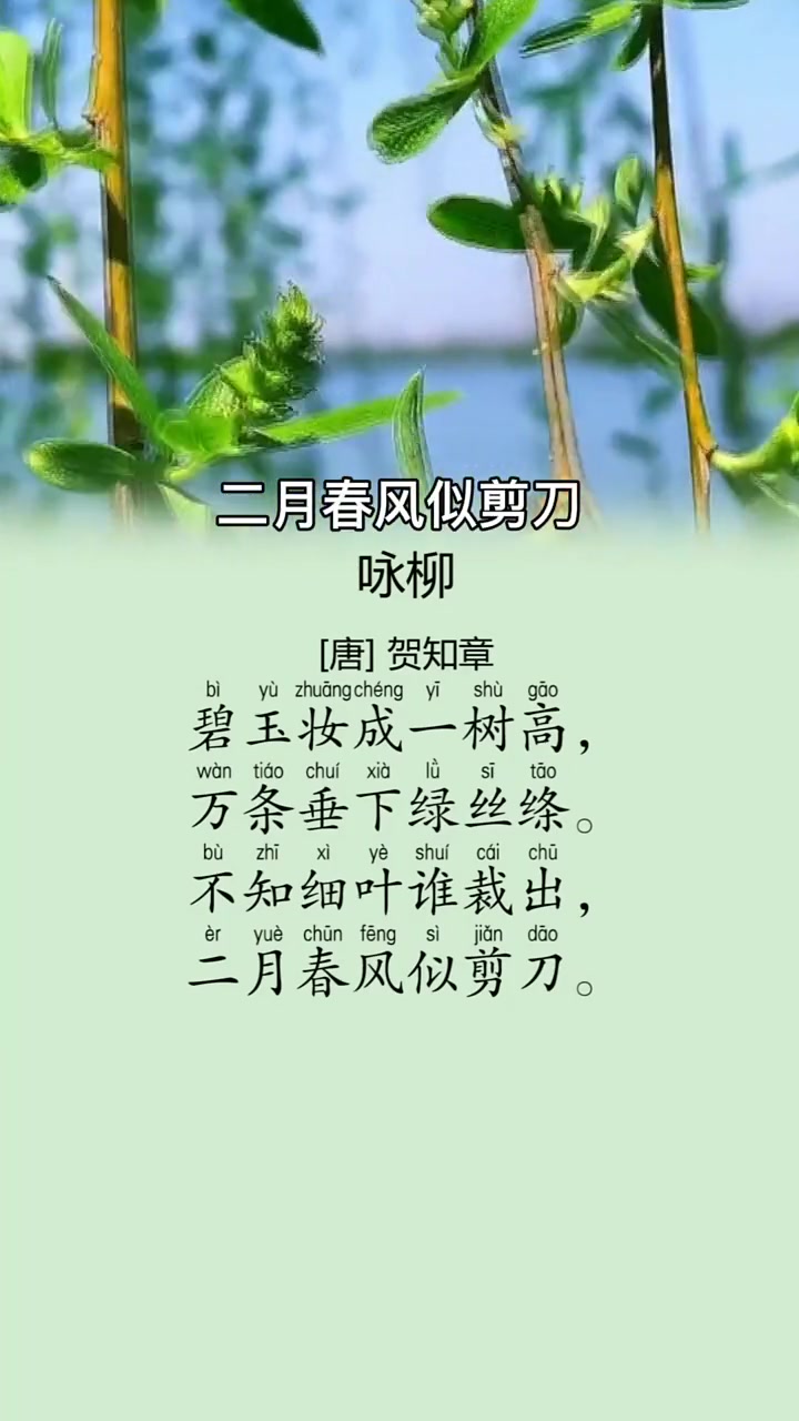 第82集|「咏柳」诗义:高高的柳树长满了翠绿的新叶,轻柔的柳枝垂下来