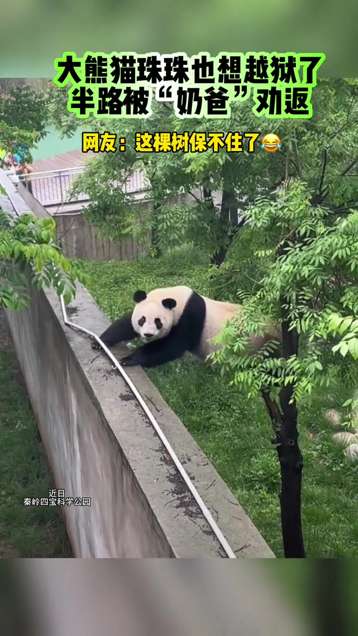 大熊猫珠珠试图爬树 "越狱" 在"奶爸"紧张呼喊下珠珠被成功劝返,网友