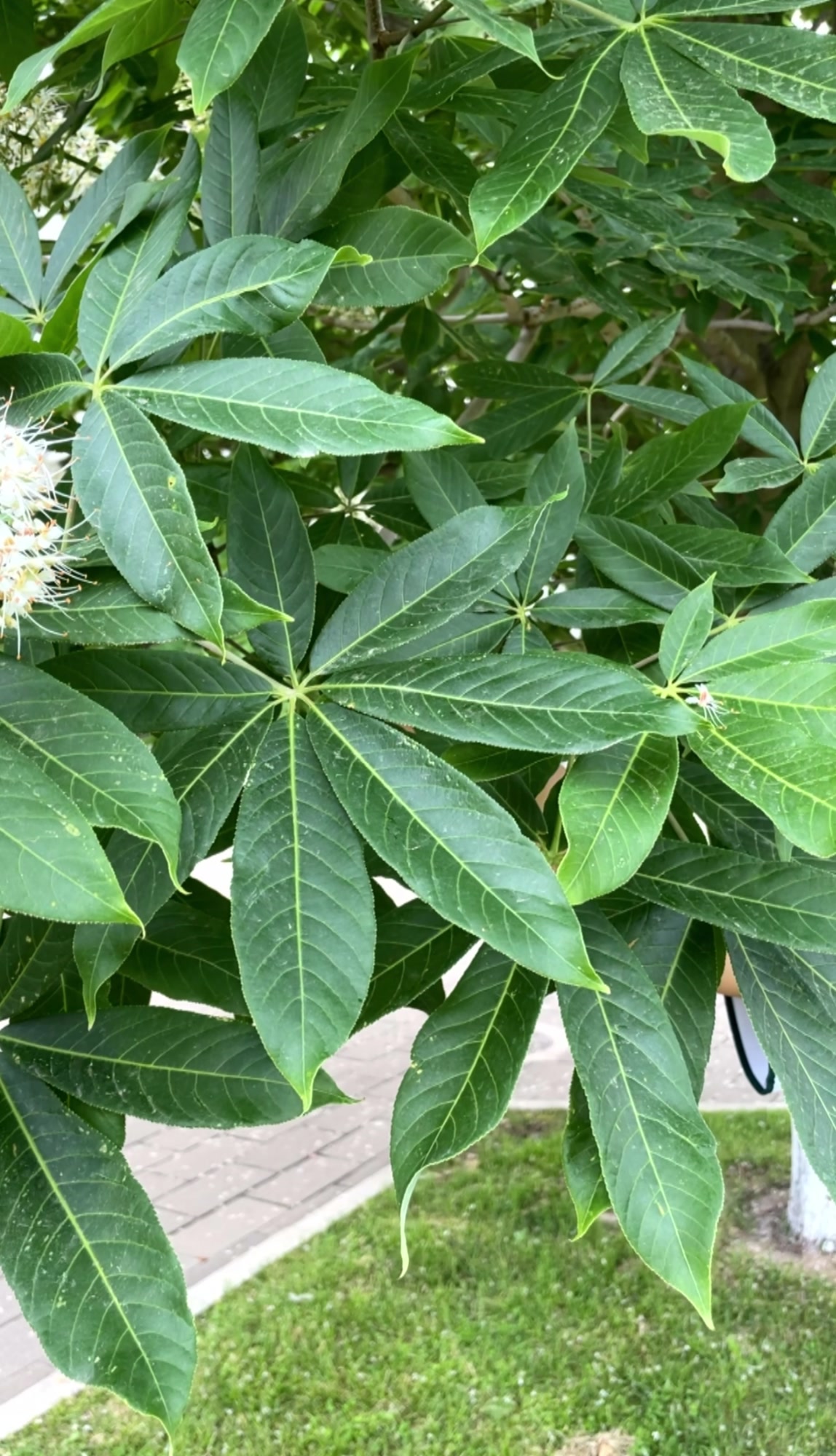 校园植物科普学生导赏系列第九期:七叶树