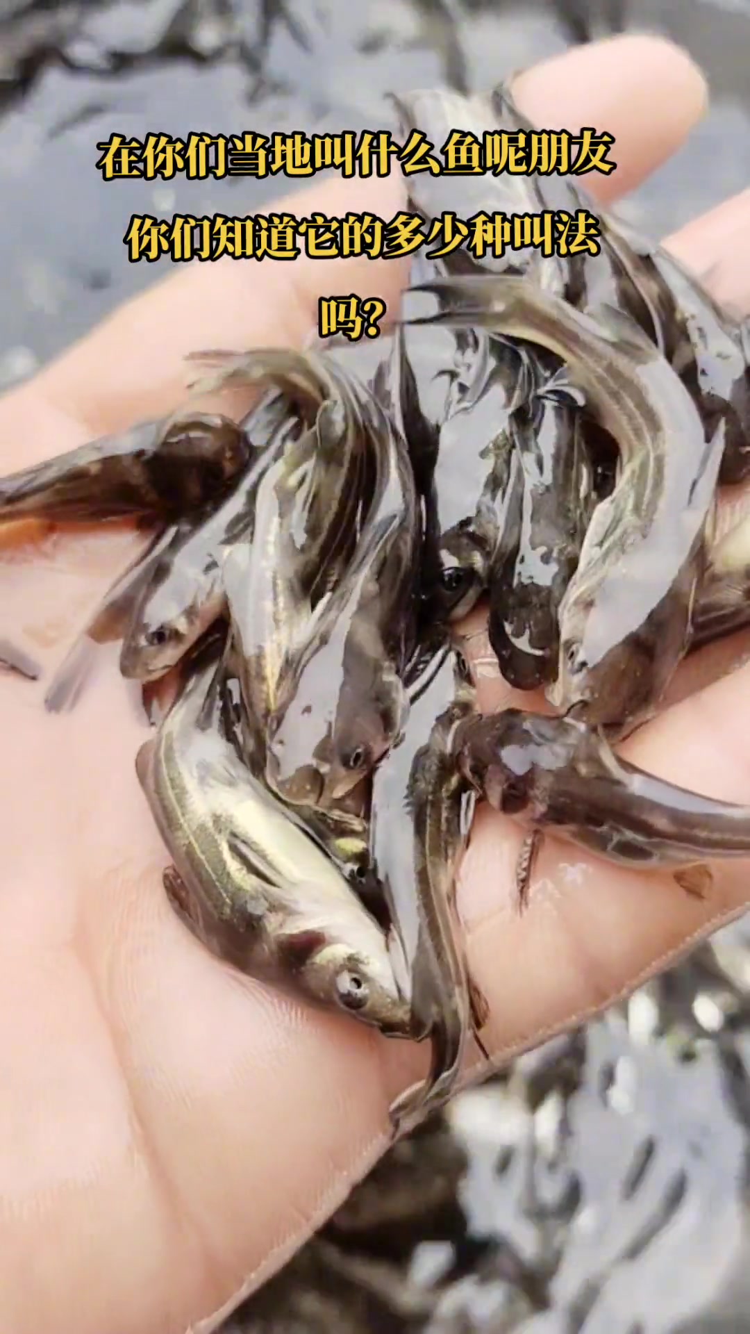 黄辣丁鱼苗,又叫黄骨鱼苗,黄颡鱼苗,昂刺鱼苗.