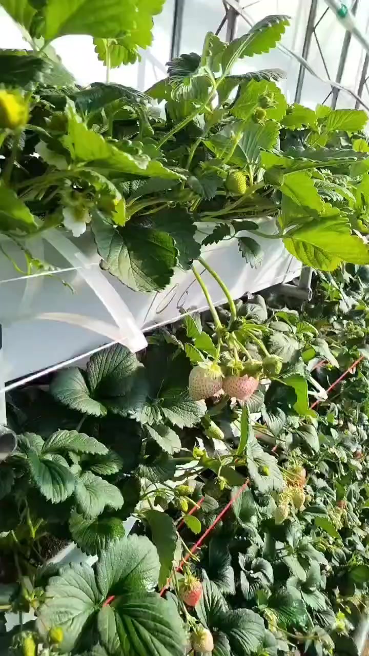 草莓种植架 立体栽培a字架 a字草莓架 种植草莓架子-度小视