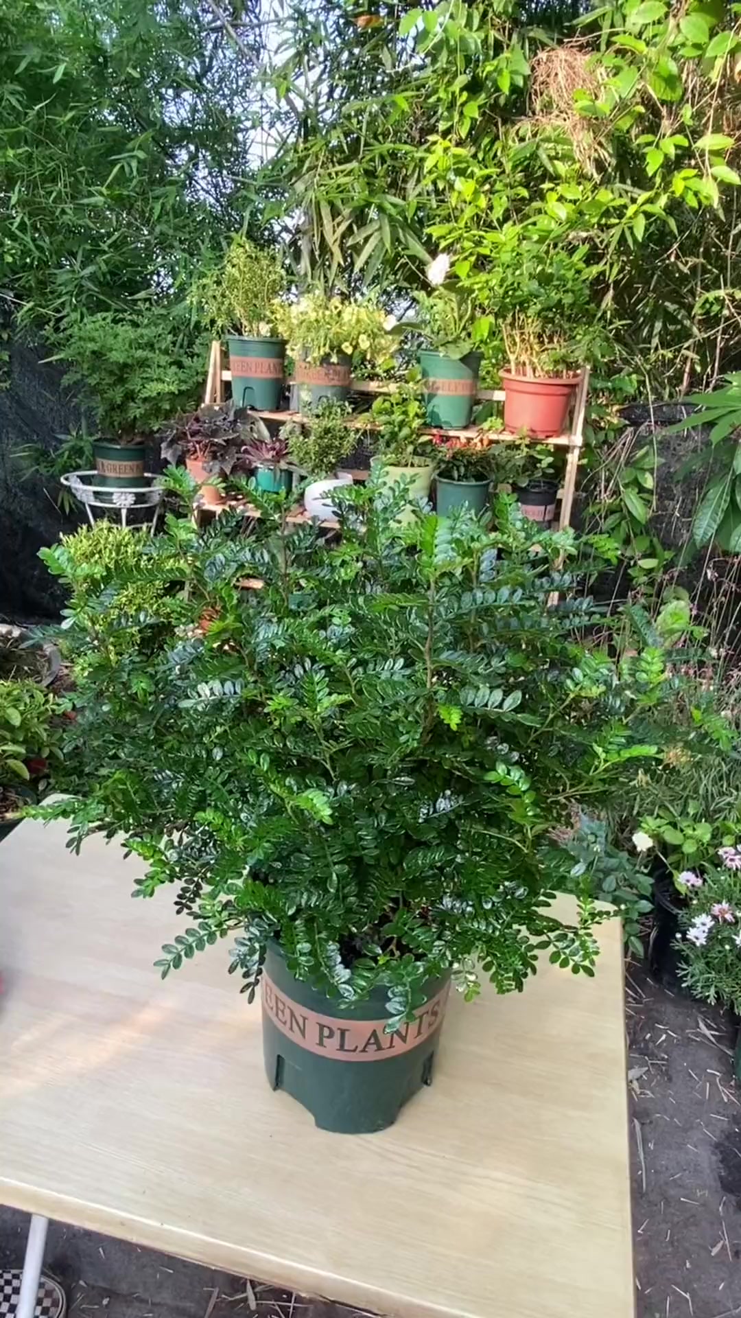 驱蚊草也叫摸摸香,因为摸一摸就很香