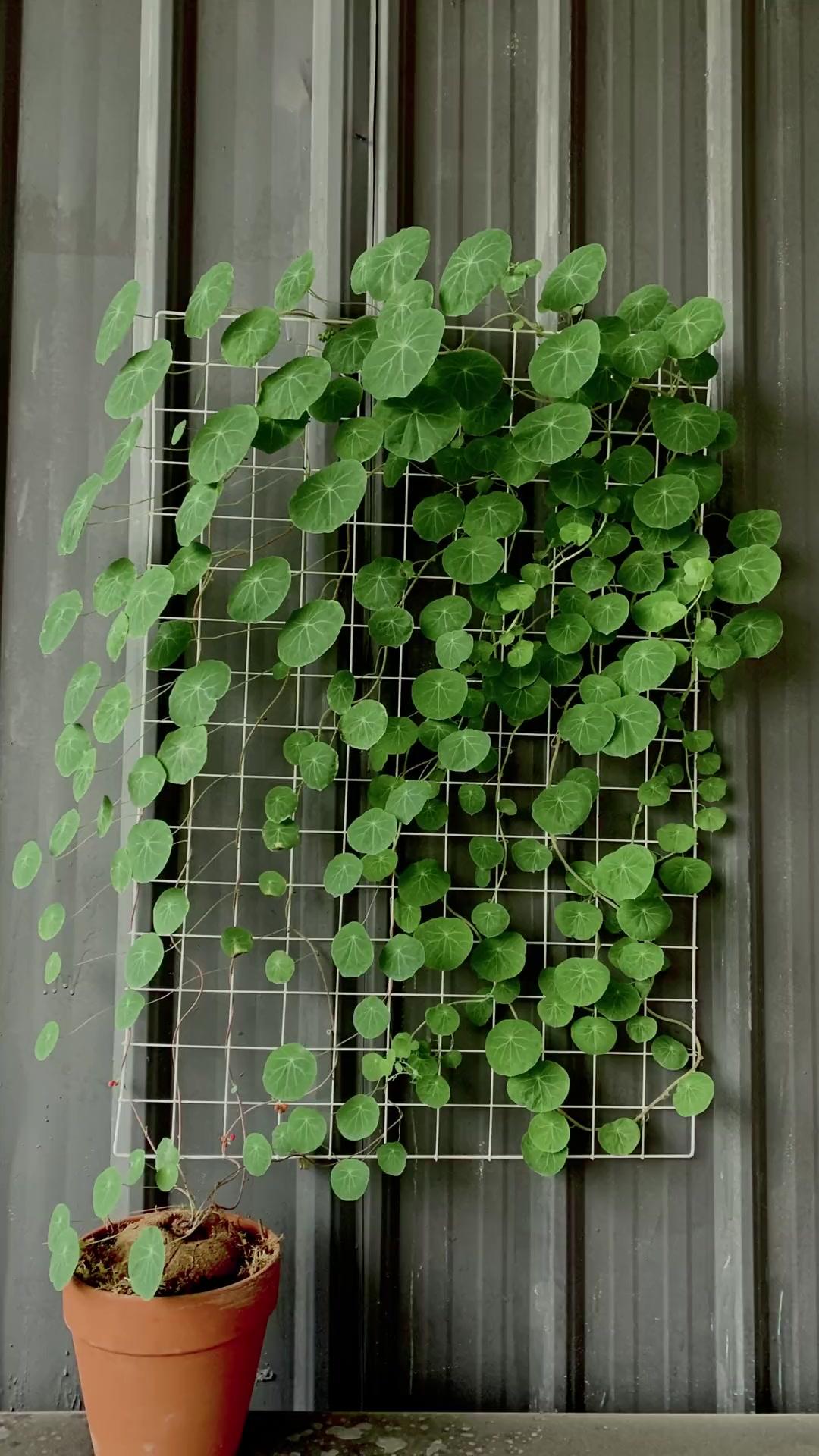 山乌龟 爬藤能力有多强?30天快速打造绿植墙-度小视