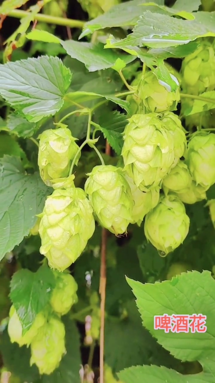 啤酒花又名酵母花蛇麻花,不仅是天然发酵之花-度小视
