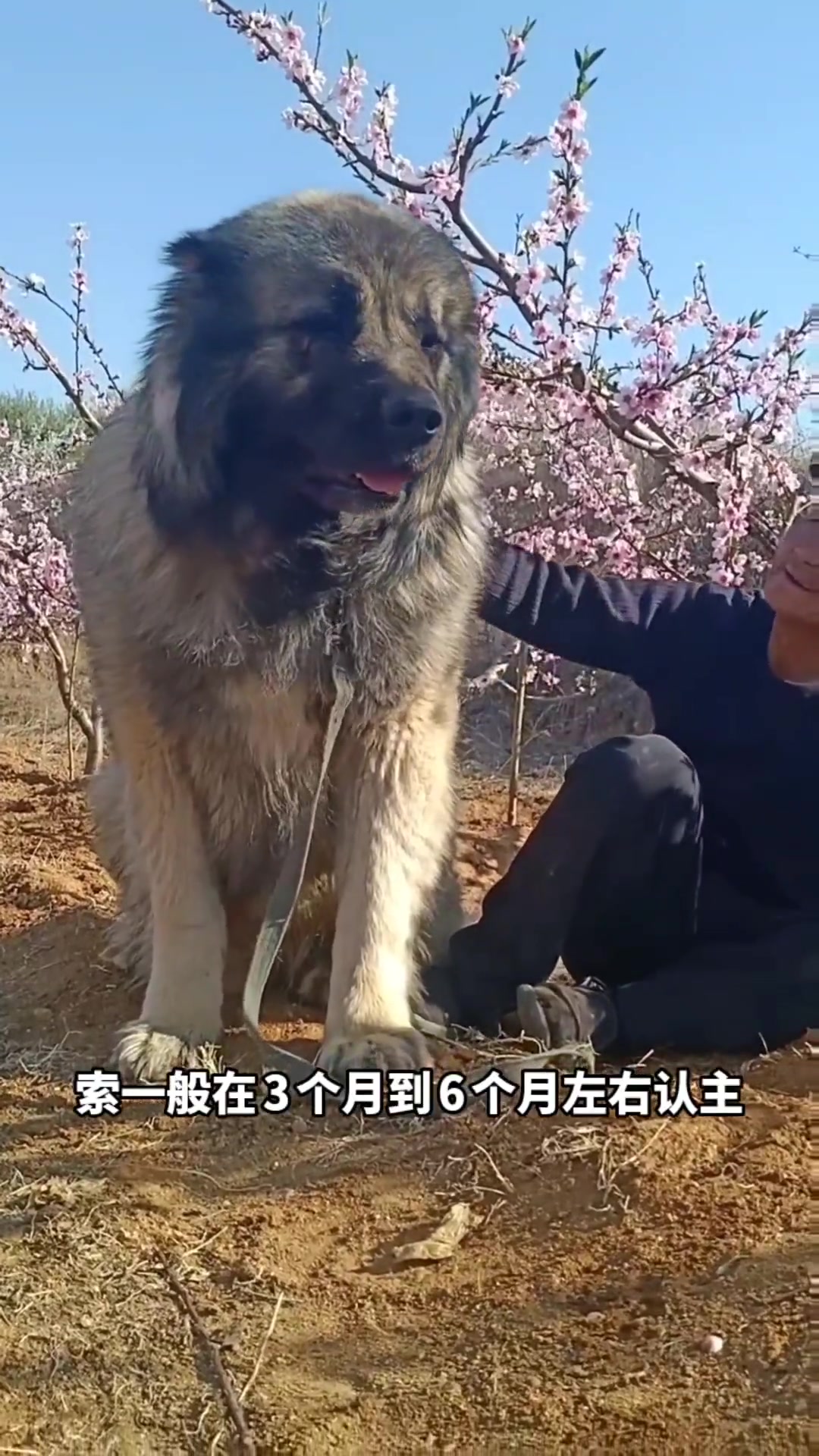 高加索幼犬 高加索 大型猛犬高加索 高加索犬