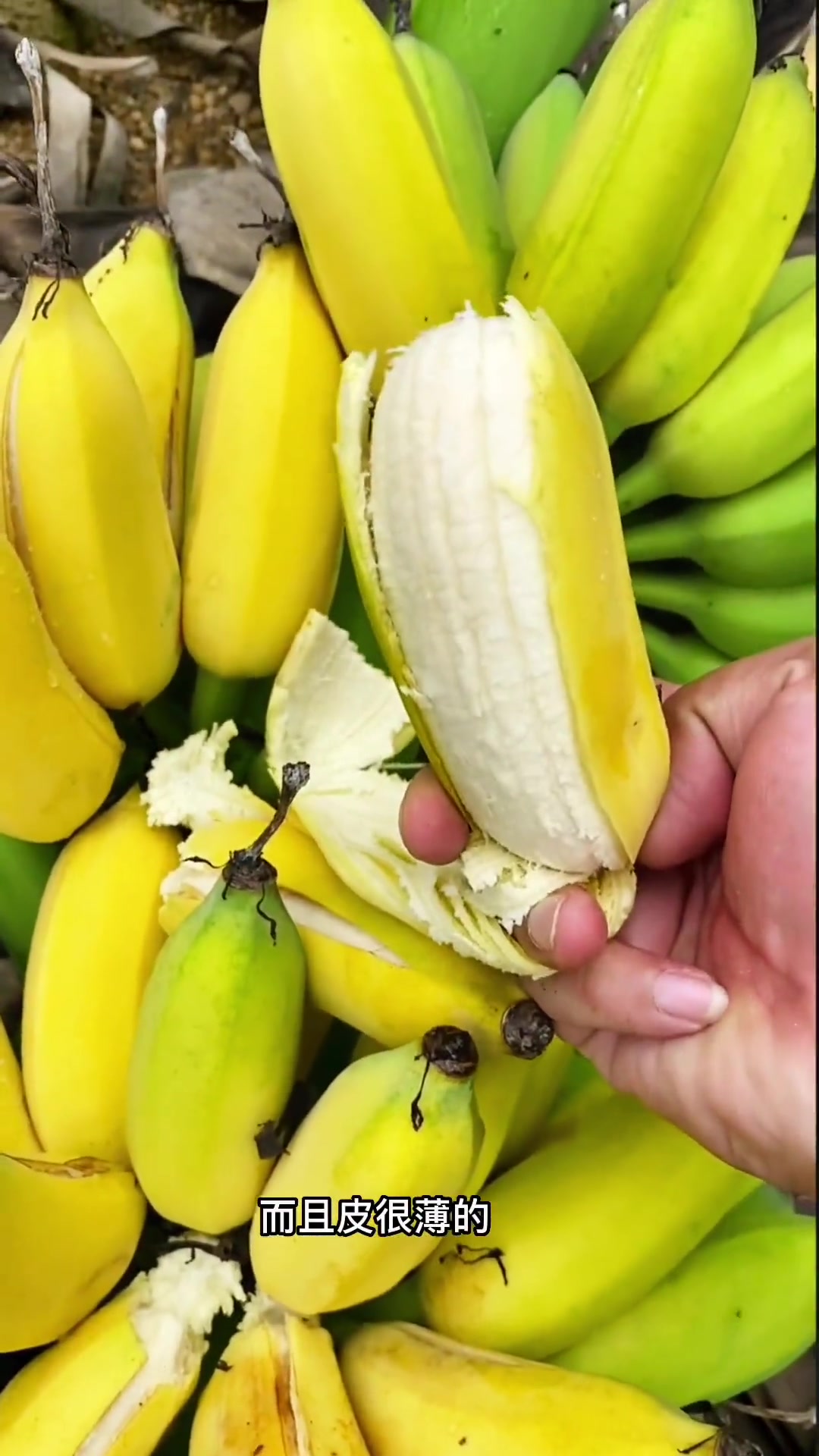 自然成熟 皮薄肉厚 又糯又香甜 广西小米蕉 优质农产品