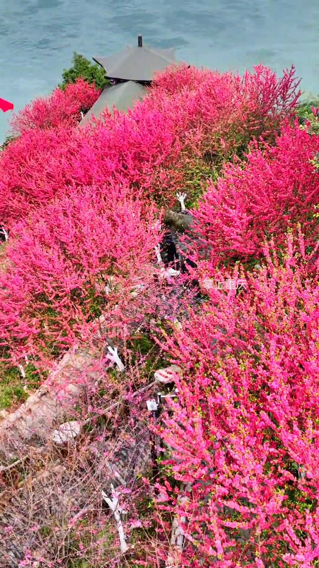 花花世界,铜锣花谷等你来 重庆周边游推荐 这个春天就来重庆赏花吧