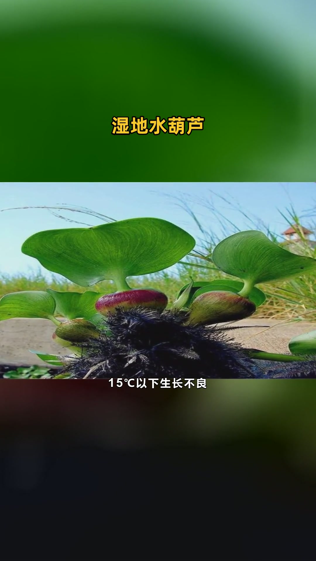 湿地水葫芦推荐